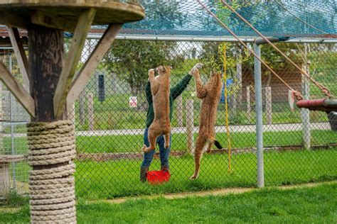 wolds wildlife park     kids lincolnshire