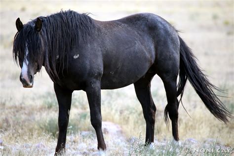 black stallion noni cay photography