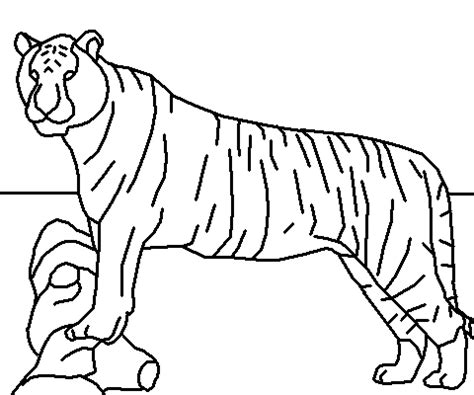 coloring pages  printable animal tiger coloring pages