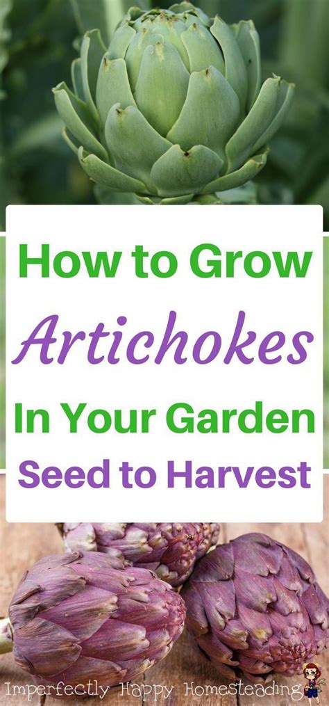 grow artichokes   garden seed  harvest
