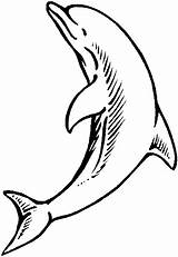 Delfin Delfines Dolphin Lobo sketch template