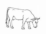 Vache Vaches Coloriages Gulli Dessins Cerf Profil Imprime Partage Ladmedia Télécharge sketch template