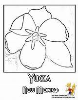 Flower Mexico State Coloring Pages Yucca Mexican Flowers Yescoloring Nevada Popular sketch template