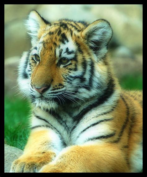 tiger cub flickr photo sharing