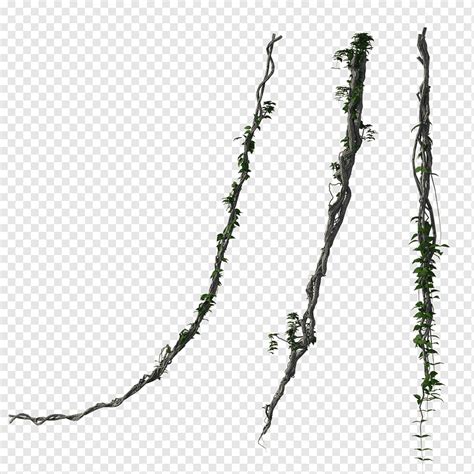 vines jungle leaves wooden forest rainforest png pngwing