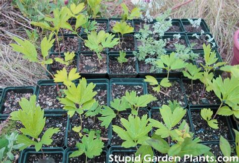 growing peony trees  seed success story stupid garden plants