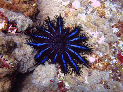water animals crown  thorns starfish