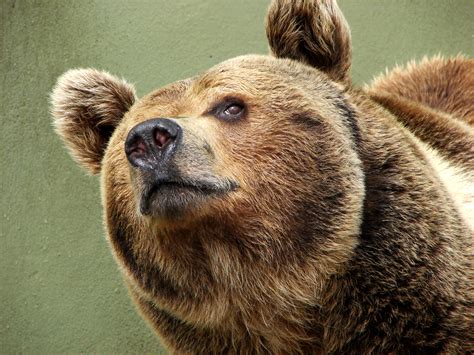 filedarica brown bear jpg wikimedia commons