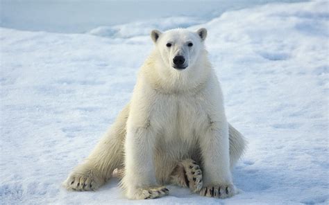 sitting polar bear wallpapers  images wallpapers pictures