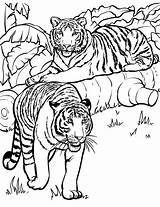 Kolorowanka Tygrys Kolorowanki Wydruku Zwierzeta Kolorowanek Tygrysy sketch template