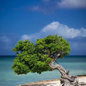 lone tree  aruba photograph  brian jannsen fine art america