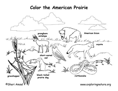 animal habitat coloring pages google search st grade art lesson