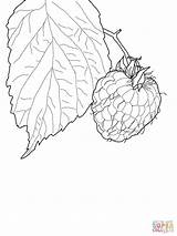 Kolorowanki Disegni Lamponi Coloring Raspberry sketch template