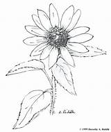 Coloring Pages Flower Wild Wildflower Drawing Getdrawings Getcolorings sketch template