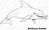Dolphin Bottlenose Coloring Drawing Pages Kids Sheet Paintingvalley sketch template