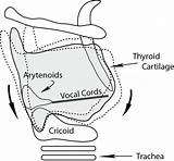 Cords Vocal Laryngospasm Thyroid Rocking Larynx Tension Threatening Affecting Mechanism Cartilage Laryngeal sketch template