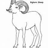 Sheep Bighorn Mammals Coloring Category Nature sketch template