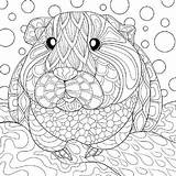 Guinea Meerschweinchen Ausmalbilder Pigs Ausmalen Printable Cavia Colouring Adorable Omnilabo Tegninger Dyr Svaere Malvorlagen Rubrik sketch template