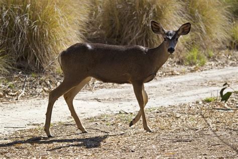 california mule deer san diego zoo wildlife alliance