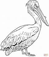 Pelican Coloring Pages Printable Pelicans Brown Drawing California Bird Realistic Supercoloring Color Birds Drawings Template Kids Print Version Click Designlooter sketch template
