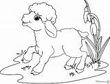 Mouton Coloriage Agneau Animaux Coloriages Paques Colorier Enfant sketch template