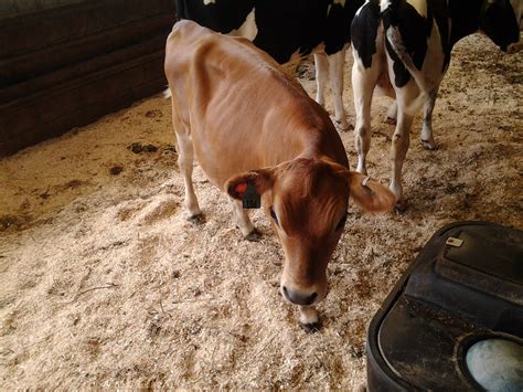 Custom Jewelry For Cows The Life Of A Dairy Cow Part 6 From Moo To
