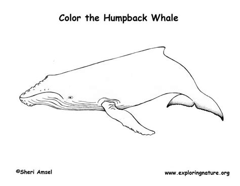 whale humpback coloring page