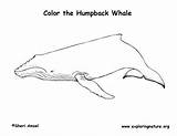 Whale Humpback Coloring Labeling Exploringnature Whales sketch template