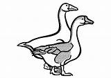 Coloring Geese Large sketch template