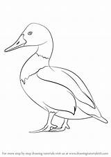 Canvasback Drawing Draw Step Birds Duck Drawings Learn Drawingtutorials101 Tutorials Coloring Animals Easy Animal Pencil Getdrawings Choose Board Goose sketch template