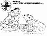 Coloring Pages Kids Color Reptile sketch template