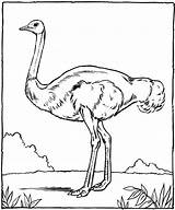Autruche Zoo Ostrich sketch template