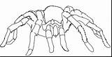 Spider Coloring Pages Tarantula Wolf Printable Cartoon Kids Cute Halloween Drawing Print Book Spiders Color Puppy Clipart Pokemon Animals Easy sketch template