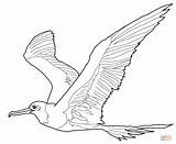 Coloring Pages Frigatebird Great Pinscher Miniature Drawing Online Getcolorings Kids Printable sketch template