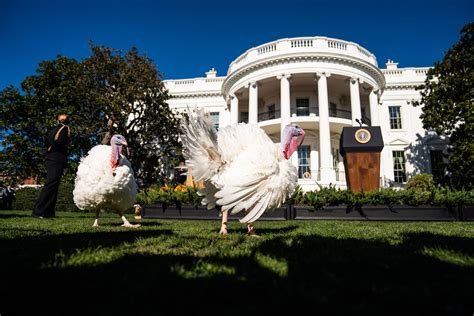 president biden pardons this year s turkeys chocolate and chip the