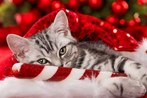 holiday traditions  share   cat