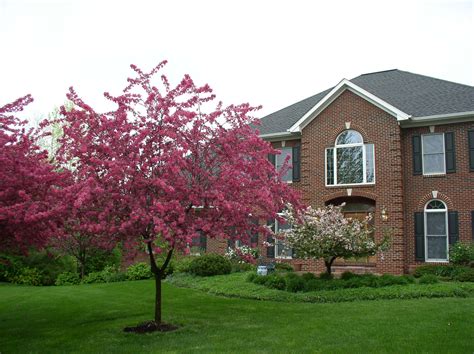 front  house small ornamental trees ornamental trees backyard