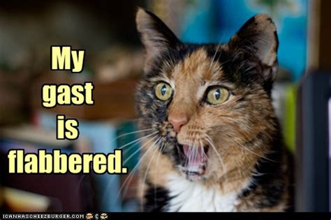 Lolcats Speechless Lol At Funny Cat Memes Funny Cat