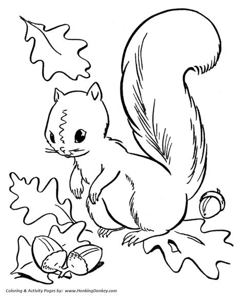 fall coloring pages squirrel collecting acorns coloring page sheets