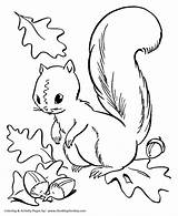 Coloring Fall Pages Squirrel Season Acorns Kids Seasons Collecting Honkingdonkey Sheets Print Next sketch template