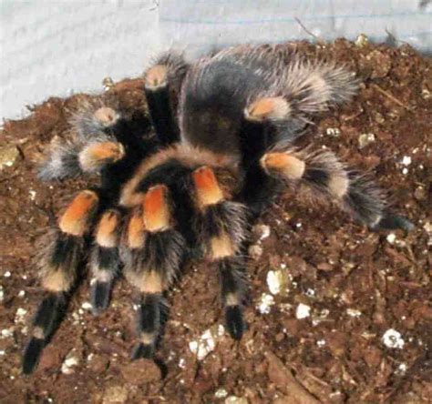 spacechickins tarantulas mexican redknee tarantula brachypelma smithi