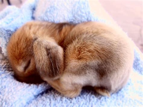 adorable baby bunny cute animals cute baby animals cutest bunny