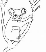 Animals Rainforest Drawing Koala Draw Endangered Coloring Species Australian Drawings Animal Pages Kids Line Step Bear Easy Nocturnal Bears Jungle sketch template