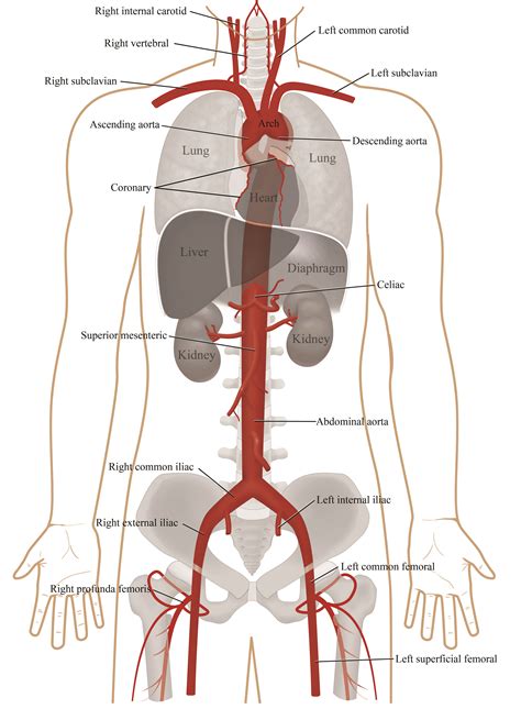 heart aorta diagram
