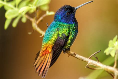 fun facts  hummingbirds