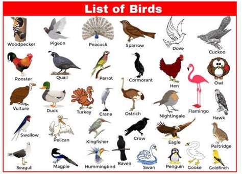 list  birds javatpoint