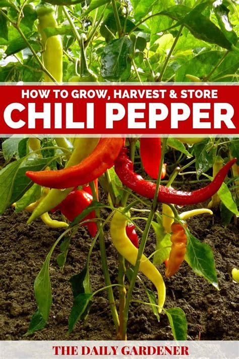 growing chili pepper  easy    spicy food  home