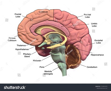 labeled brain anatomy diagram
