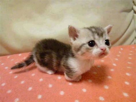 tiny kitten pictures   images  facebook tumblr pinterest  twitter