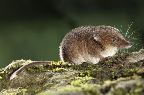 curious life   shrew peoples trust  endangered species